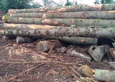 New Oak Logs