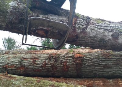 New Oak Logs