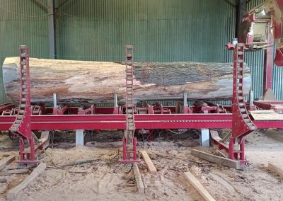 Large Cedar of Lebanon