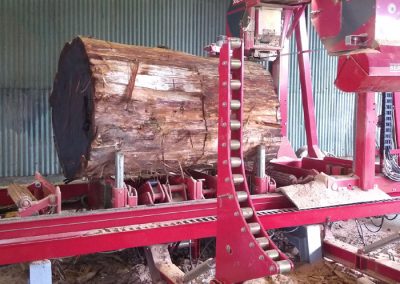 Giant Redwood Over 4 Foot Wide