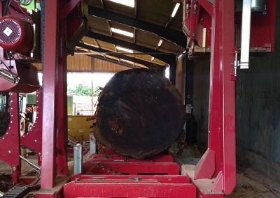 Giant Redwood Over 4 Foot Wide